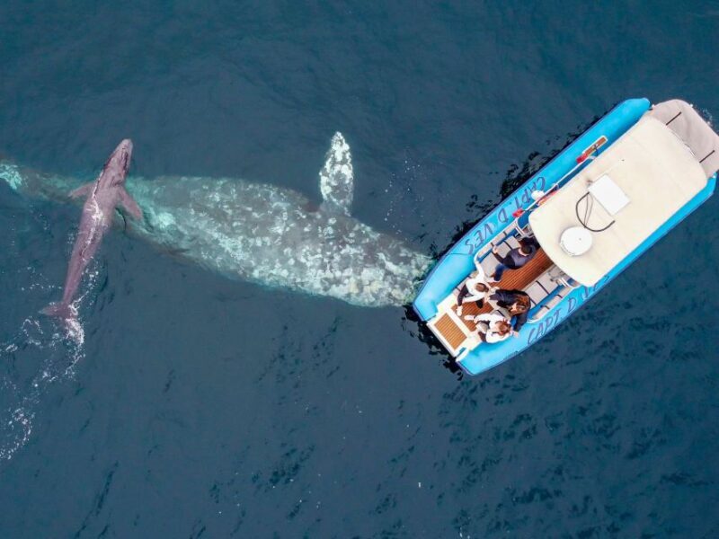 Dana Point Fast & Fun Zodiac-Style Dolphin & Whale Watching - A Deep Dive into the Dana Point Zodiac Experience