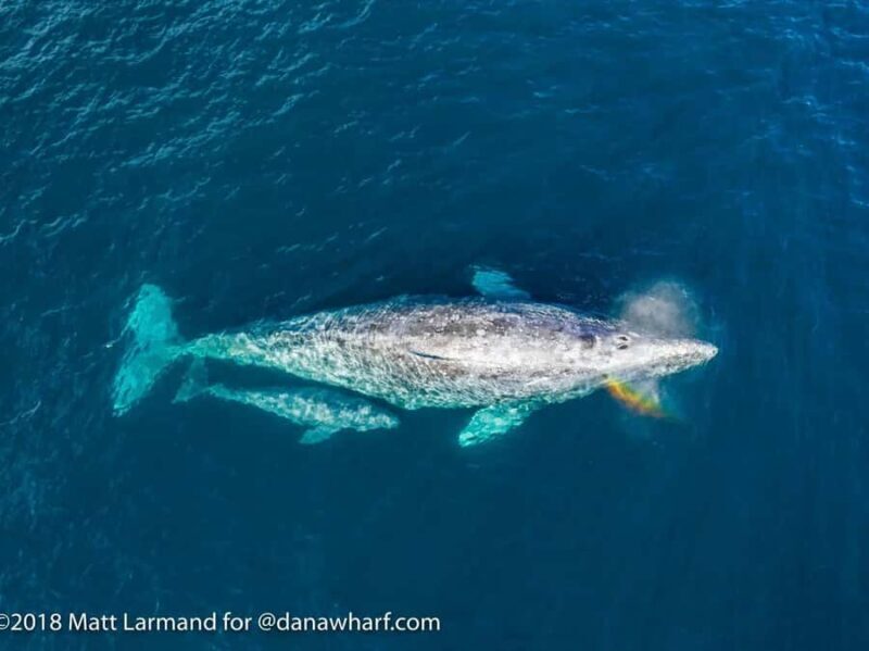 Dana Point: Whale and Dolphin Watching Tour - Why Choose the Dana Point Whale and Dolphin Watching Tour?