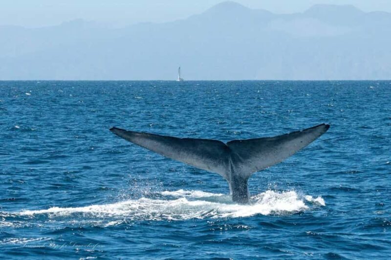 Dana Point: Whale and Dolphin Watching Tour - The Experience of Marine Life Spotting