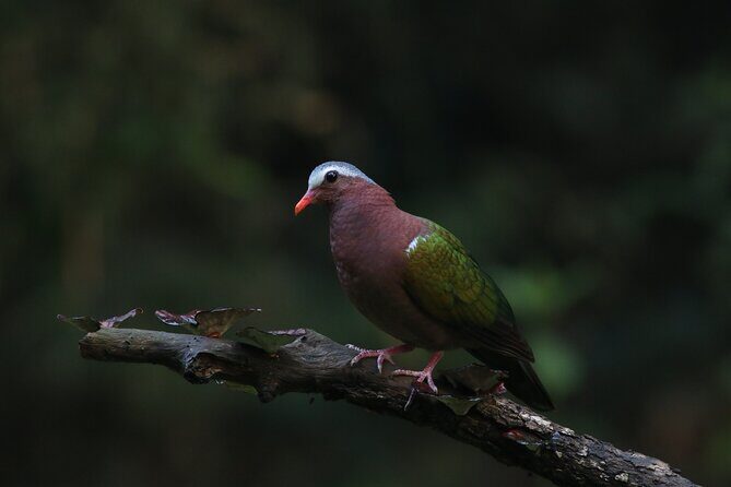 Dandeli Bird Photography Tour - Potential Drawbacks and Considerations
