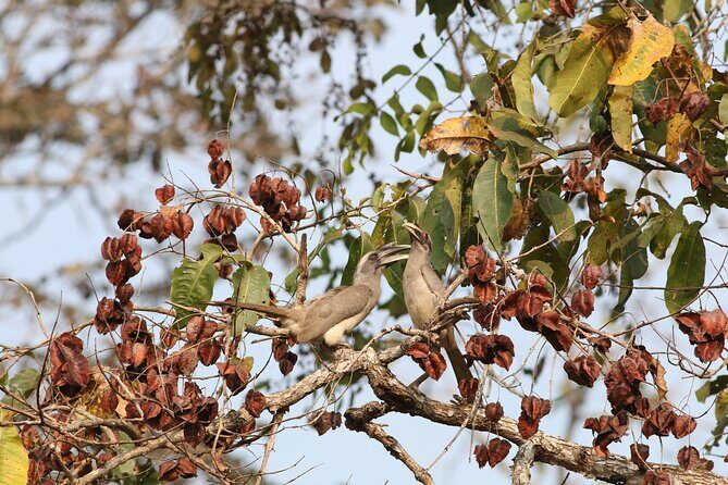 Dandeli Bird Photography Tour - Final Thoughts