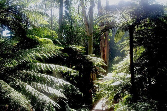 Dandenong Ranges Private Day Tour - The Practical Side: What You Get and What You Don’t