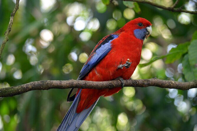 Dandenong Ranges Private Day Tour - Final Thoughts