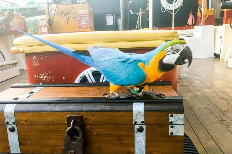 Dania Beach: 1-Hour Family Pirate Adventure Cruise - Key Points