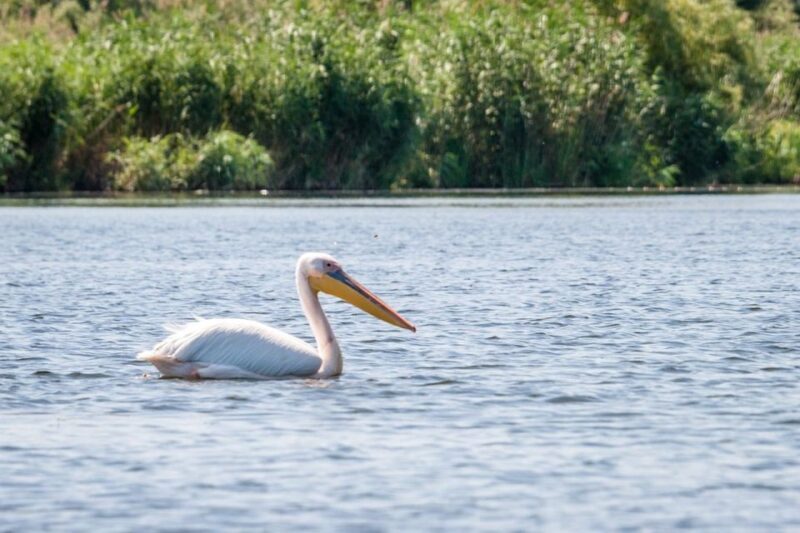 Danube Delta - 2-Day Tour from Bucharest - Authentic Insights from Past Travelers
