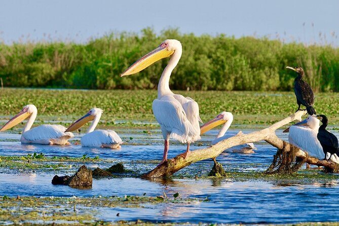 Danube Delta and Black See - 2 Days Private Tour from Bucharest - Key Points