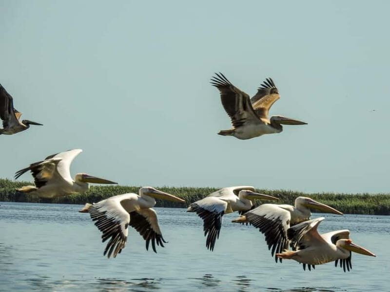 Danube Delta: Birds & Secret Channels 4-Day Tour - In-Depth Look at the Danube Delta Experience