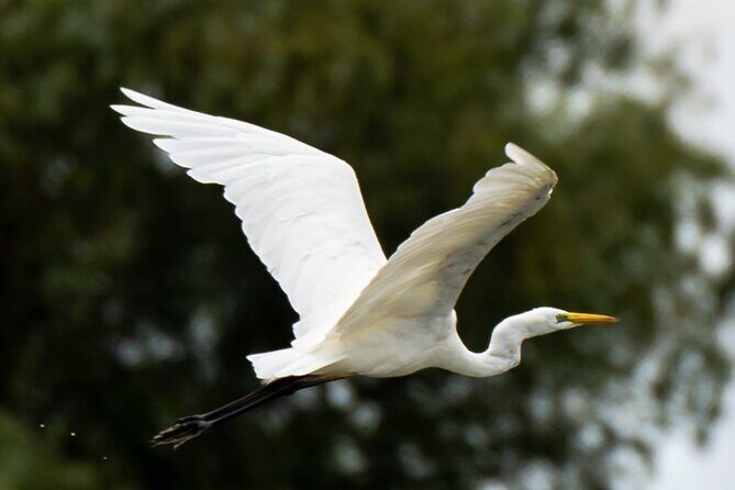 Danube Delta - Private Tour with Boat Trip & Traditional Lunch - Pricing and Value