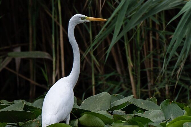 Danube Delta - Private Tour with Boat Trip & Traditional Lunch - FAQ