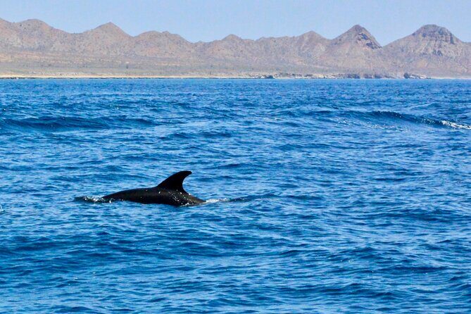 Danzante Island and Snorkel Tour from Villas del Palmar Hotel - Frequently Asked Questions