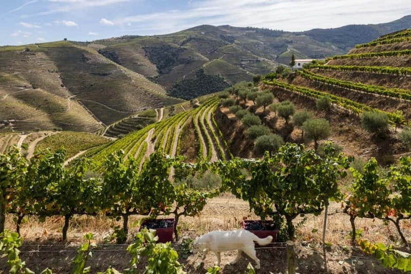 Dão Private Tour: Visit 3 Wineries with Tastings & Lunch - The Sum Up: A Well-Rounded Look at Portugal’s Dão Wine Region