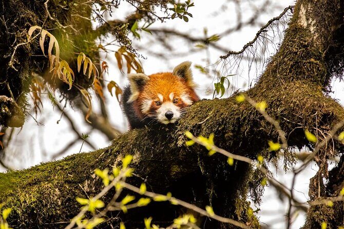 Darjeeling Singhalila Sandakphu Trek - An In-Depth Look at the Tour Experience