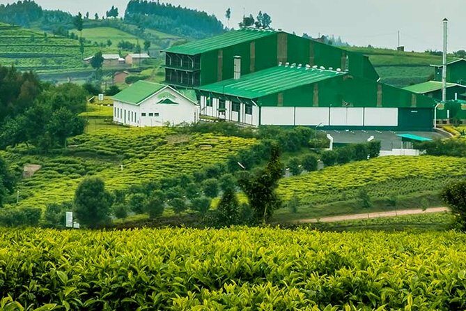 Darjeeling Tea Garden Tour - Key Points