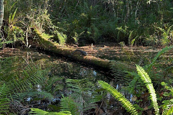 Dark Sky's in the Florida Everglades - Key Points
