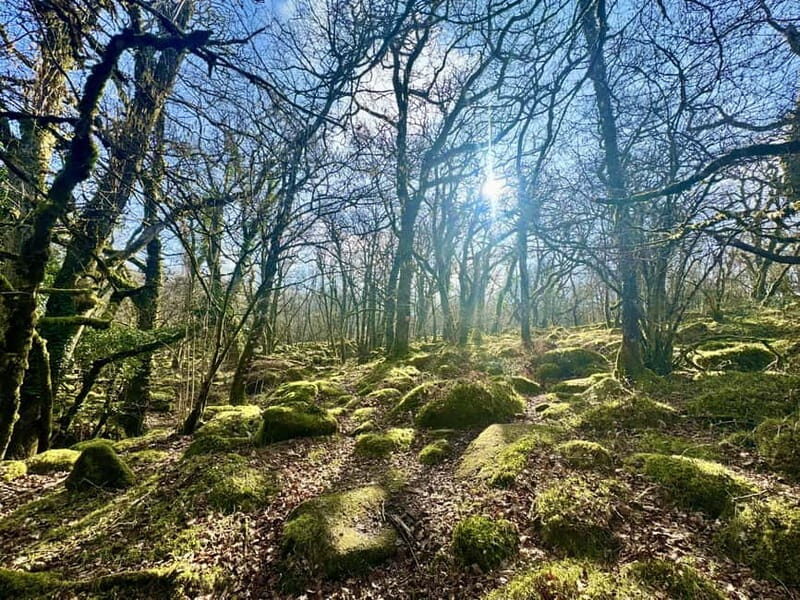 Dartmoor: Guided Hiking Tours FULL Day - An In-Depth Look at the Dartmoor Full-Day Guided Tour