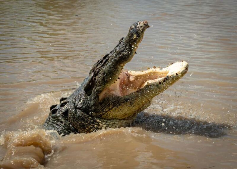 Darwin: Adelaide River Cruises, Jumping Crocodile Experience - An Inside Look at the Jumping Crocodile Experience