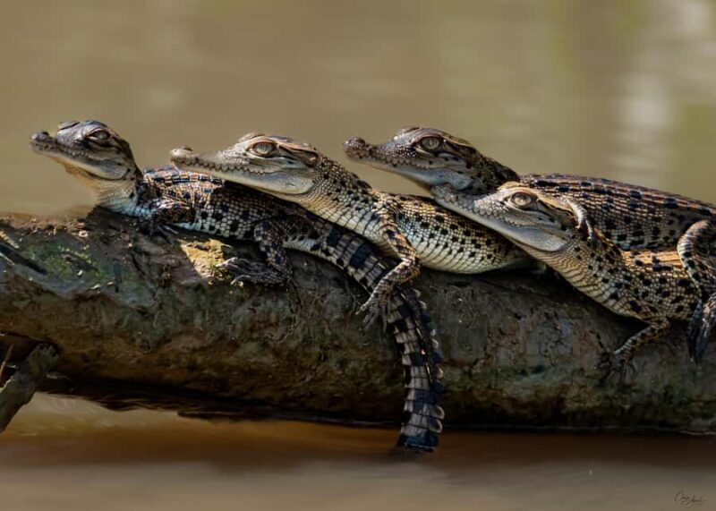 Darwin: Adelaide River Cruises, Jumping Crocodile Experience - Why This Tour Matters for Your Trip