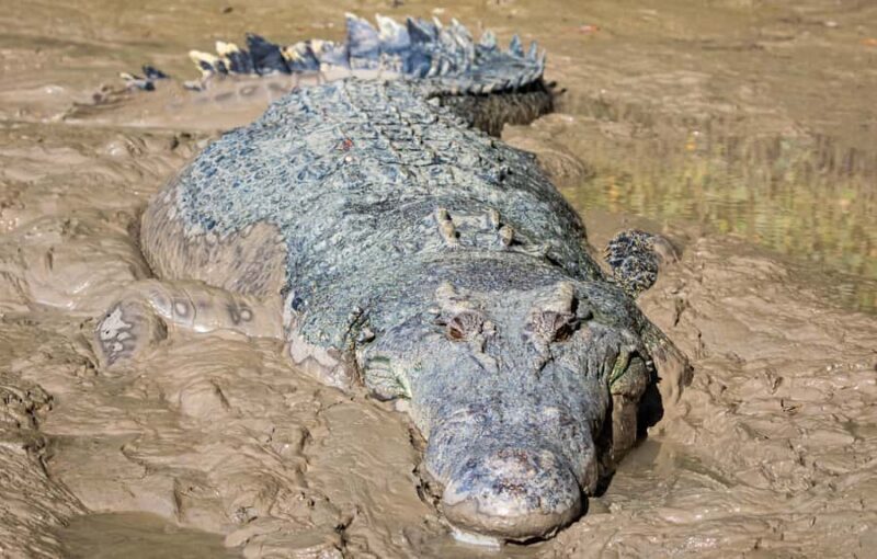 Darwin: Adelaide River Cruises, Jumping Crocodile Experience - Who Will Love This Tour?