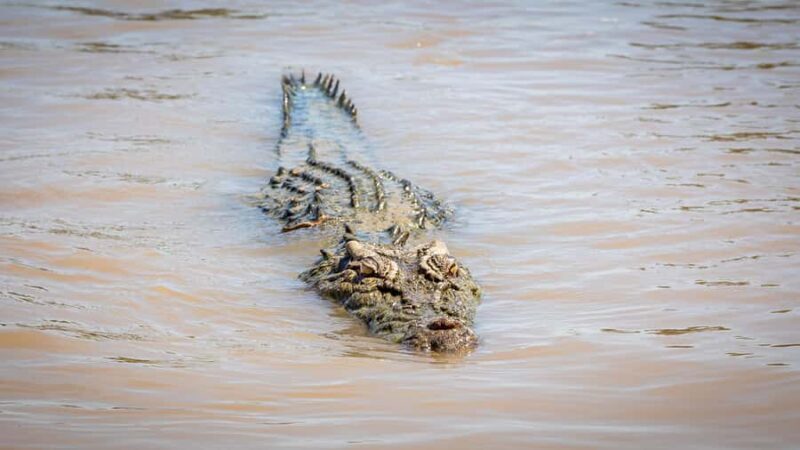 Darwin: Adelaide River Cruises, Jumping Crocodile Experience - FAQ