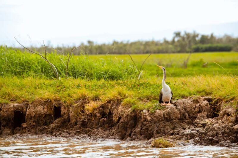 Darwin: Adelaide River Half-Day Jumping Crocs Cruise - The Practicalities