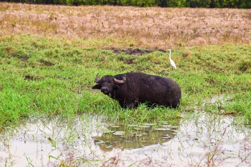 Darwin: Jumping Crocodile Adventure Cruise with Lunch - What Travelers Can Expect: Practical Details and Insights