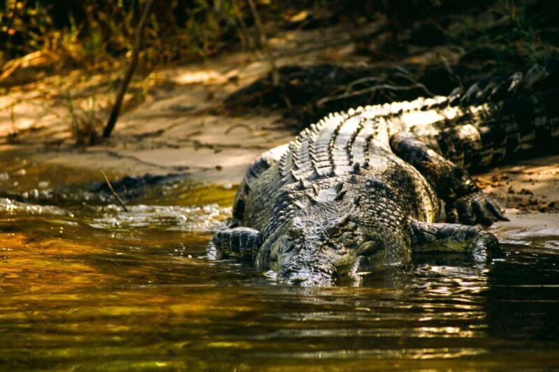 Darwin: Jumping Crocodile River Cruise with Shuttle Bus - Who Will Love This Tour?