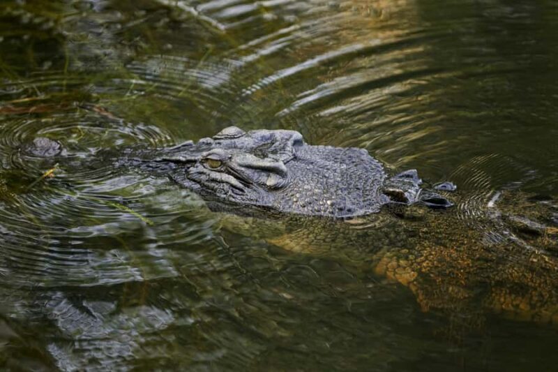 Darwin: Jumping Crocodile River Cruise with Shuttle Bus - FAQ