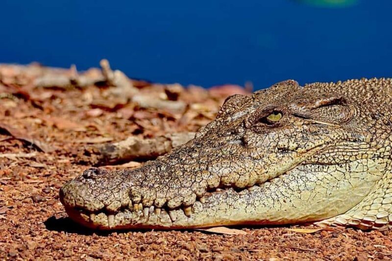 Darwin: Kakadu National Park & Wildlife Full Day Tour - Starting Point and Transport Quality