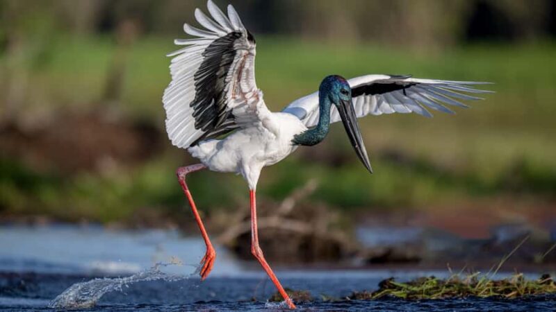 Darwin: Kakadu National Park, Yellow Water River Cruise - Authentic Experiences and Honest Insights