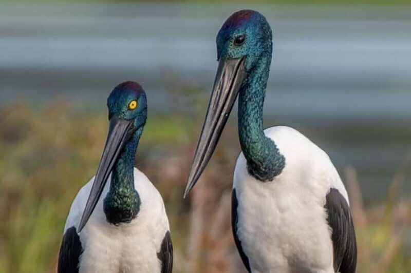 Darwin: Kakadu National Park, Yellow Water River Cruise - FAQ