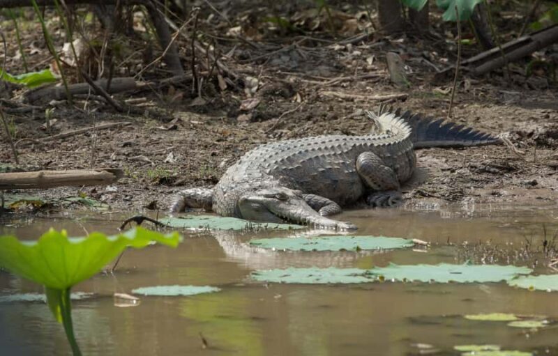 Darwin: Mary River Wetlands Wildlife Cruise with Lunch - FAQs