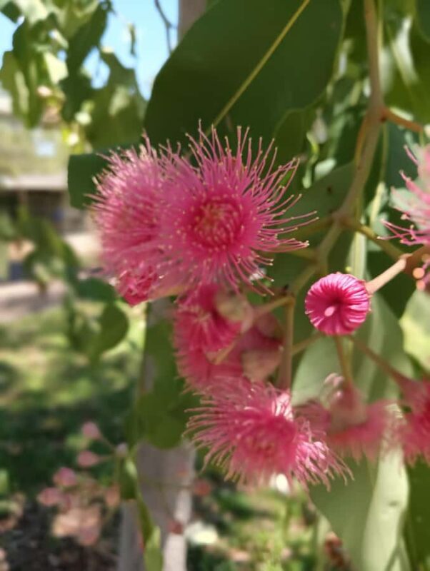 Darwin: PRIVATE Litchfield Park Sub-Tropical Escape - Final Thoughts: Who Will Love This Tour?