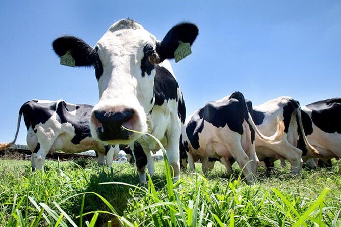 Day at the Farm - Key Points