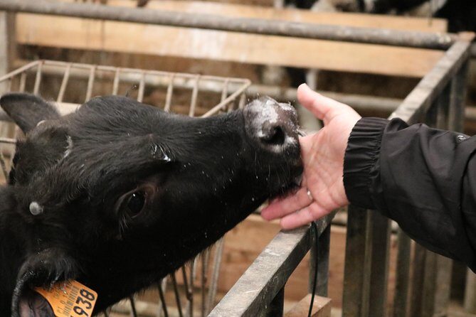 Day at the Farm - Exploring the Itinerary in Detail