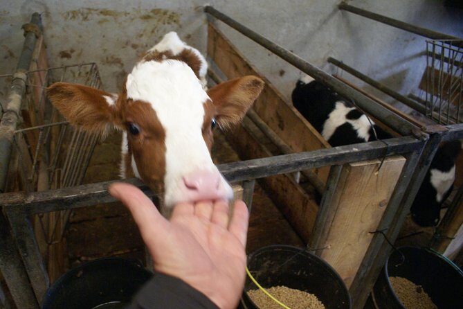 Day at the Farm - Final Thoughts