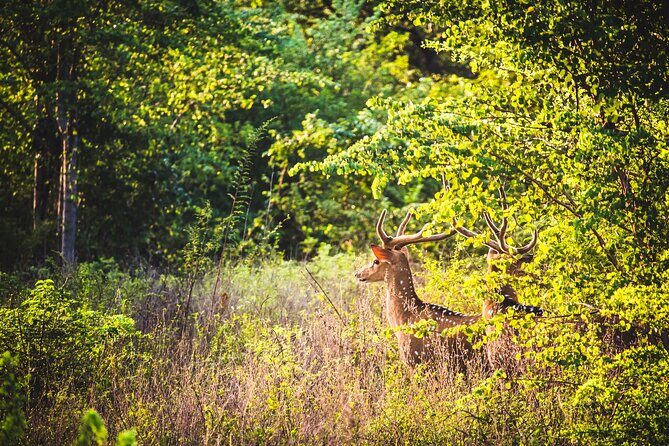 Day Excursion at Udawalawe National Park From Galle - Authentic Insights from Reviewers