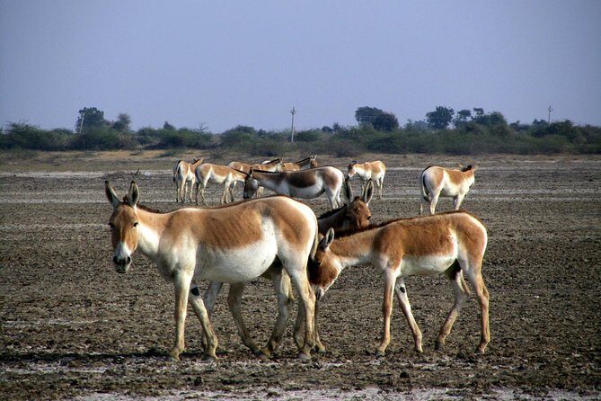 Day Excursion to Little Rann Of Kutch from Ahmedabad - The Practical Details that Matter