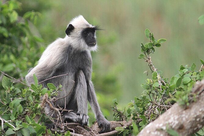 Day Excursion to Yala National Park From Colombo - Overview: An Authentic Day of Discovery and Wildlife