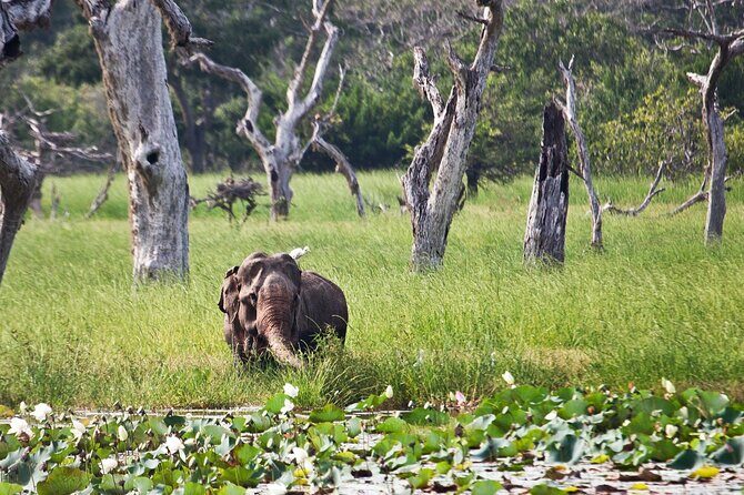 Day Excursion to Yala National Park From Colombo - Who Is This Tour Best Suited For?