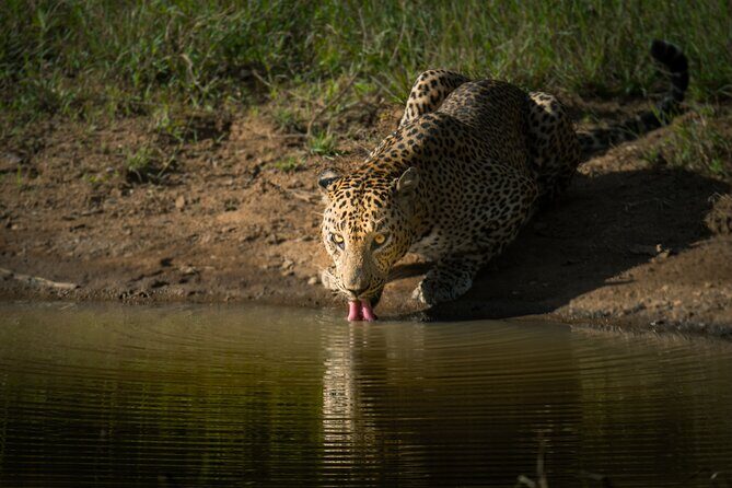 Day Excursion to Yala National Park From Colombo - FAQ