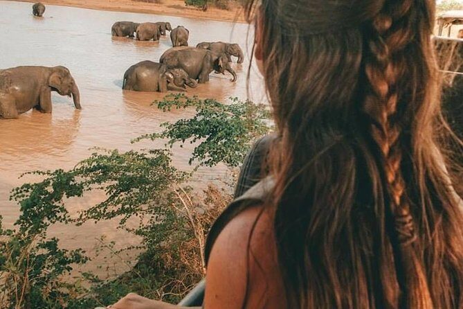 Day Excursions to Minneriya National Park Safari From Negombo - Key Points