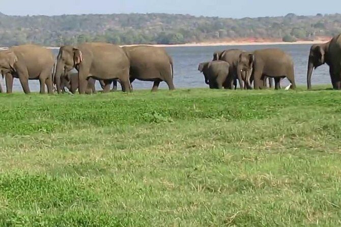 Day Excursions to Minneriya National Park Safari From Negombo - What’s Included and What You Should Budget For