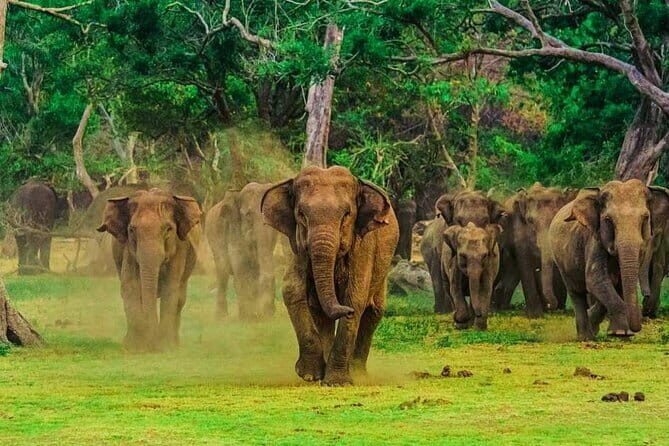 Day Excursions to Udawalawe From Bentota - Key Points