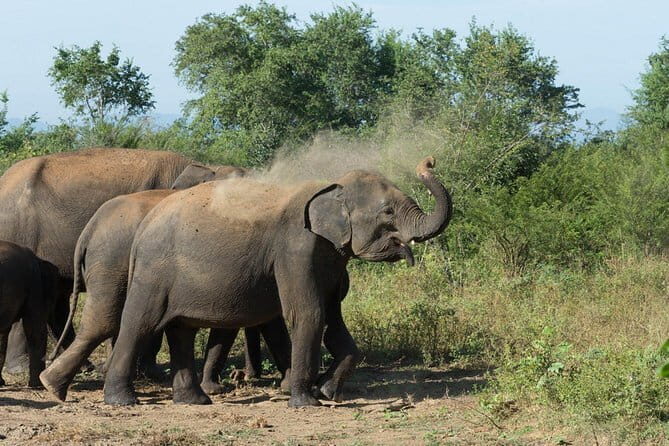 Day Excursions to Udawalawe From Bentota - FAQ