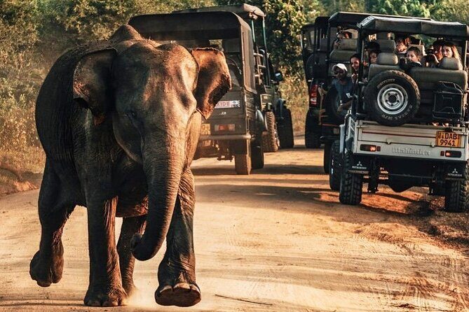 Day Excursions to Udawalawe From Galle (Transfer only) - A Practical Guide to the Day Excursion from Galle to Udawalawe