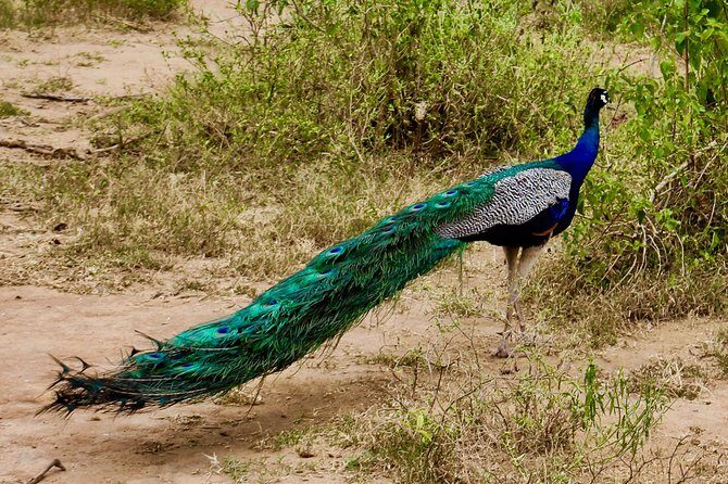 Day Excursions to Udawalawe From Galle (Transfer only) - In-Depth Look at the Experience