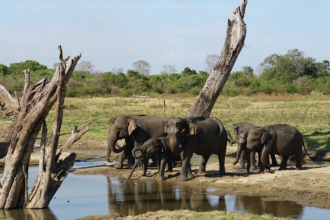 Day Excursions to Udawalawe From Galle (Transfer only) - FAQ
