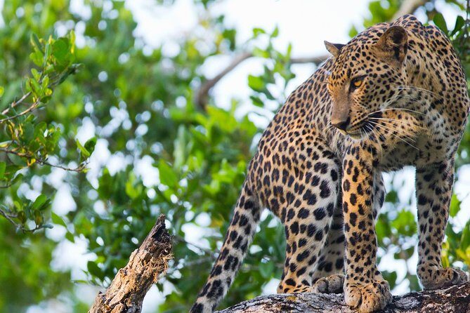 Day Excursions to Wasgamuwa National Park From Negombo - Key Points