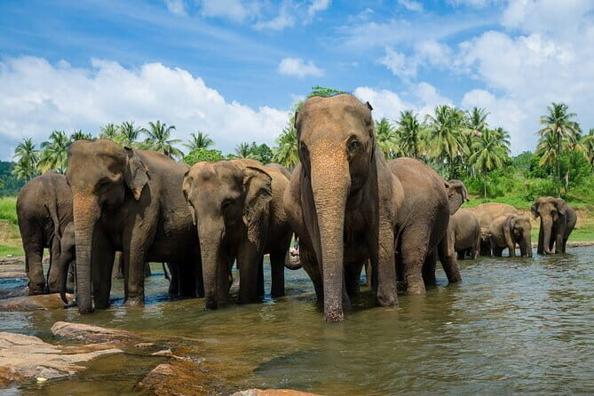 Day Excursions to Wilpattu National Park from Negombo - Key Points
