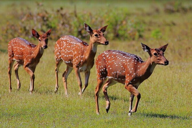 Day Excursions to Wilpattu National Park from Negombo - What’s Included and What’s Not